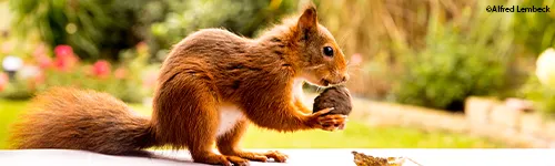 Eichhörnchen im Garten